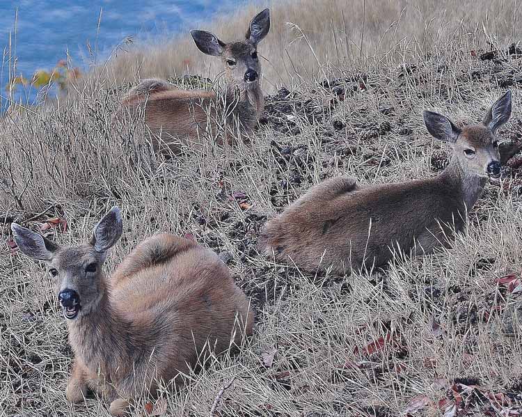 deer